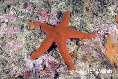 orange-sea-star.jpg