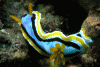 Click to view annaschromodoris_t1.gif