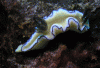 Click to view black-margin-glossodoris_t1.gif