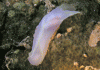 Click to view bright-chelidonura_t1.gif
