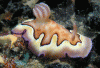 Click to view coschromodoris_t1.gif