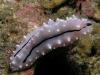 Click to view dick-nudi-1_t1.jpg