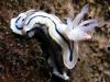 Click to view dick-nudi-3_t1.jpg