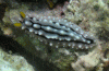 Click to view elegant-phyllidia_t1.gif