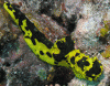 Click to view gardnersnotodoris_t1.gif