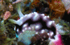 Click to view geometric-chromodoris_t1.gif