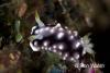 Click to view geometric-chromodoris_t1.jpg