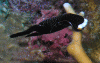 Click to view inornate-chelidonura_t1.gif