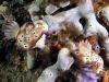 Click to view matrix-nudi-2_t1.jpg