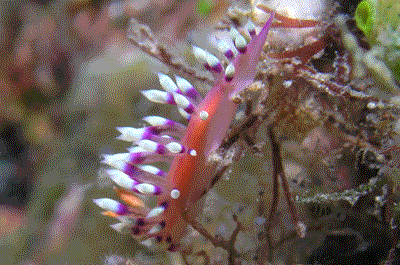 much-desired-flabellina.gif