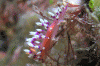 Click to view much-desired-flabellina_t1.gif