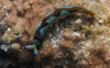 Click to view neon-thuridilla_t1.gif
