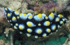 Click to view ocellate-phyllidia_t1.gif
