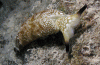 Click to view ocellate-plakobranchus_t1.gif
