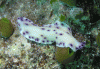Click to view p9090298-006_t1.gif