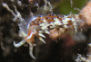 Click to view phidiana-indica_t1.gif