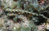 Click to view purple-dragon_t1.gif
