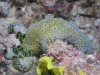 Click to view serenas-notodoris_t1.gif