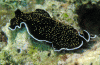 Click to view thysanozoon-sp1_t1.gif