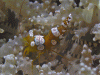 Click to view anenome-shrimp_t1.gif
