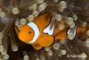 Click to view clown-anenomefish_t1.jpg