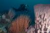 Click to view dave-and-sea-whips_t1.jpg