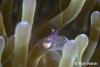 Click to view glass-shrimp_t1.jpg
