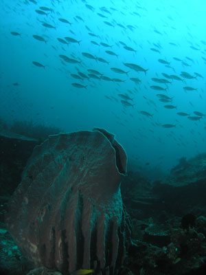 harrys-sponge-fish.jpg