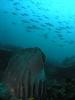 Click to view harrys-sponge-fish_t1.jpg