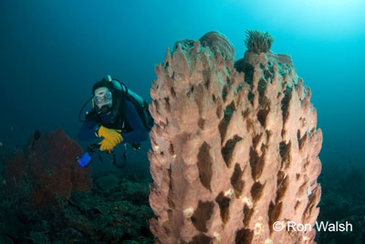 jason-and-giant-sponge.jpg