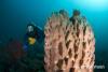 Click to view jason-and-giant-sponge_t1.jpg