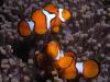 Click to view kabaira-nemo_t1.jpg