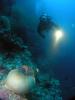 Click to view pygmy-anemone_t1.jpg