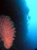 Click to view pygmy-gorgonia_t1.jpg