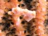 Click to view pygmy-sea-horse-1_t1.jpg