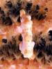 Click to view pygmy-sea-horse-2_t1.jpg