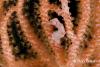 Click to view pygmy-sea-horse_t1.jpg