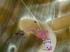 Click to view pygmy-shrimp_t1.jpg