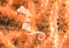 Click to view pymy-seahorse_t1.gif