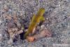 Click to view shrimp-goby_t1.jpg