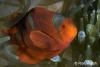 Click to view spinecheek-anenomefish_t1.jpg