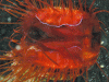 Click to view flashing-clam_t1.gif