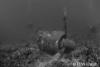 Click to view kate-wreck_t1.jpg
