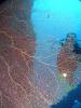 Click to view matrix-gorgonia-3_t1.jpg