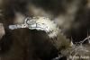 Click to view pipefish_t1.jpg