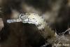 pipefish_t1.jpg