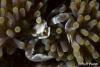 Click to view porcelain-crab_t1.jpg
