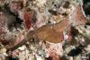 Click to view robust-ghost-pipefish_t1.jpg