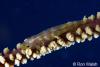 Click to view whip-goby_t1.jpg