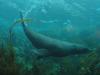 Open Album cape-hauy-seals-2.jpg